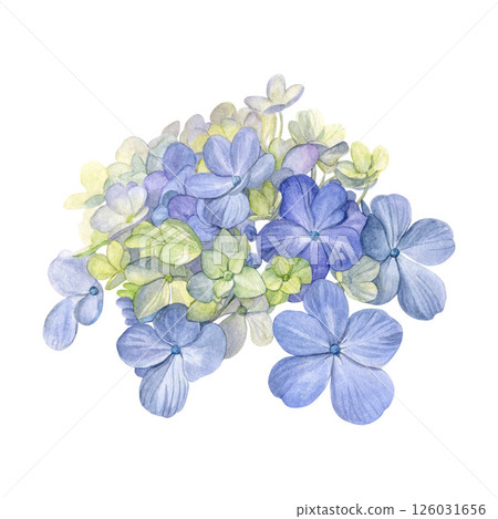 Watercolor of blue hydrangea. Hand-painted head flower on a white background. Good for postcards, invitations, greeting cards Watercolor of blue hydrangea. Hand-painted head flower on a white background. Good for postcards, invitations, greeting cards 126031656