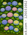 Hydrangeas in various colors 126031662