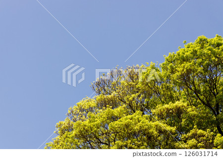 Fresh green and blue sky 126031714