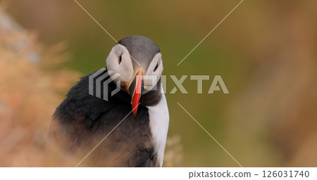 Atlantic puffin (Fratercula arctica), on the rock on the island of Runde (Norway). 126031740