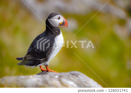 Atlantic puffin (Fratercula arctica), on the rock on the island of Runde (Norway). 126031741