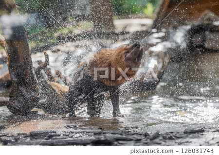 Bush dog (Speothos venaticus) in nature. 126031743