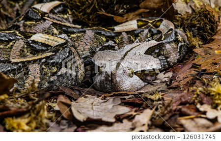 The Gaboon viper (Bitis gabonica), also called the Gaboon adder 126031745