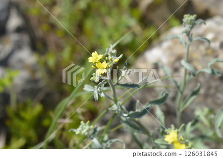 Wavy-leaved Alison Wavy-leaved Alison 126031845