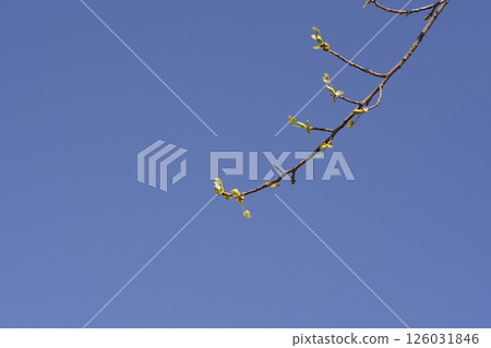 Tulip tree 126031846