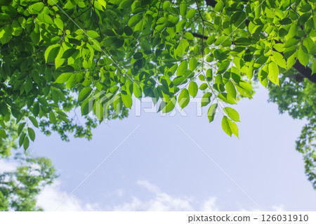 藍天和新鮮的綠色葉子 126031910