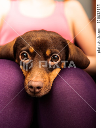 mixed dog relaxing on human legs mixed dog relaxing on human legs 126032135