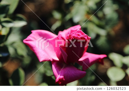 荒尾市少女公民花壇玫瑰花, 荒尾市少女公民花壇玫瑰花, 126032523