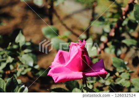 荒尾市少女公民花壇玫瑰花， 126032524