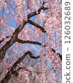 Spring in Yamagata, cherry blossoms in full bloom at Kajo Park 126032689