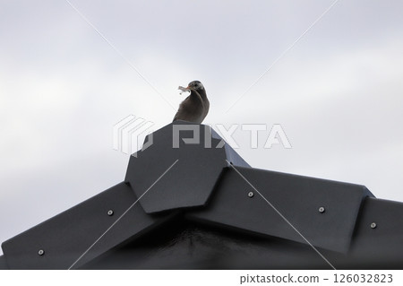 Starlings starlings staring into the distance, adding branches for nesting in the early morning of spring Starlings starlings staring into the distance, adding branches for nesting in the early morning of spring 126032823