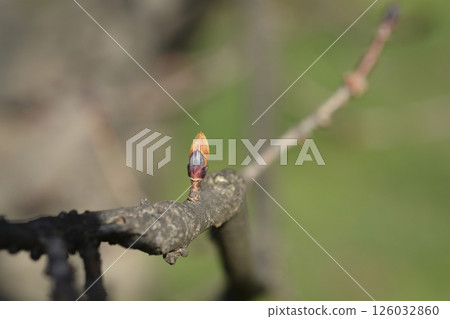 Norway maple Crimson King 126032860