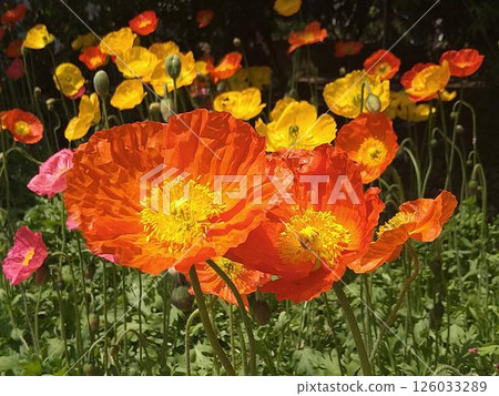 Spring in Tochigi, flower beds at Ashikaga Flower Park Spring in Tochigi, flower beds at Ashikaga Flower Park 126033289