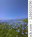 Spring nemophila at Hitachi Seaside Park, Ibaraki 126033290