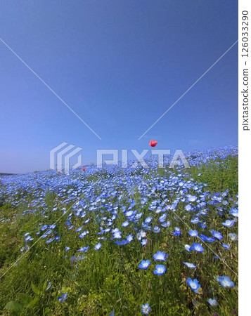 Spring nemophila at Hitachi Seaside Park, Ibaraki Spring nemophila at Hitachi Seaside Park, Ibaraki 126033290
