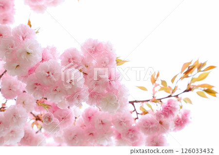 盛開的重瓣櫻花特寫[白色背景][天空背景] 126033432