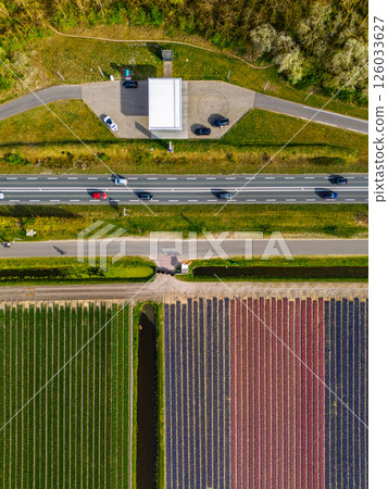 Aerial view of vibrant tulip fields in full bloom, displaying colorful rows of flowers in a rural landscape, with nearby roads, farms, and a distant town under a clear blue sky. 126033627