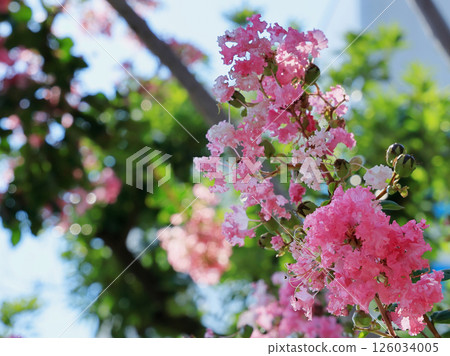 Pink petals of crape myrtle shining through the autumn sunlight 126034005