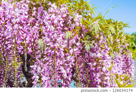 紫藤花在藍天下閃閃發光51 紫藤花在藍天下閃閃發光51 126034174