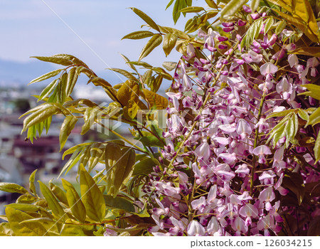紫藤花在藍天下閃耀 92 紫藤花在藍天下閃耀 92 126034215
