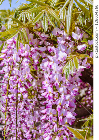 Purple wisteria flower 1-26 Purple wisteria flower 1-26 126034266