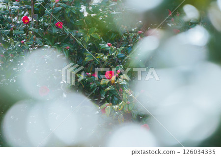 Spring Camellias [Nagano Prefecture] 126034335