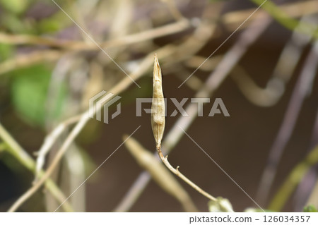 Salad rocket 126034357