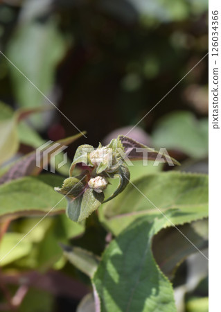 Rough-leaved hydrangea Hot Chocolate 126034366