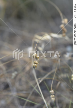Large quaking grass Large quaking grass 126034367