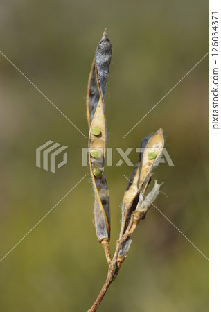 Spanish broom 126034371