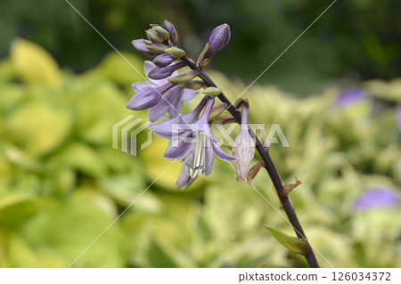Gooseberry Sundae Hosta 126034372