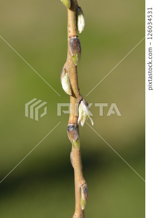 Golden Weeping Willow 126034531