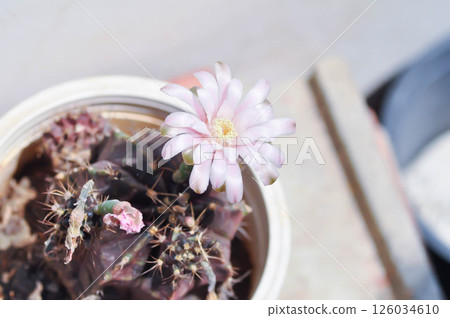 Gymnocalycium ,Gymnocalycium mihanovichii or gymnocalycium mihanovichii variegated with flower or cactus flower 126034610