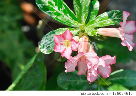 Adenium obesum , Desert rose or Mock Azalea or Pink bignonia or Impala lily or APOCYNACEAE Adenium obesum , Desert rose or Mock Azalea or Pink bignonia or Impala lily or APOCYNACEAE 126034613
