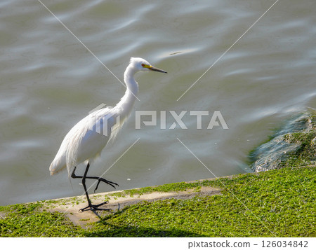 一隻中等大小的白鷺鷥沿著水邊行走 一隻中等大小的白鷺鷥沿著水邊行走 126034842