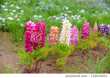 Hanadaka View Flower Hill Lupine 3 126034852