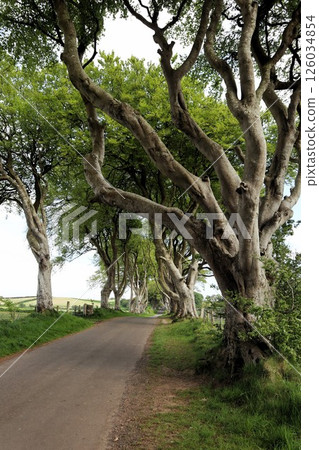 Dark Hedges, Northern Ireland Dark Hedges, Northern Ireland 126034854