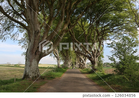Dark Hedges, Northern Ireland 126034856