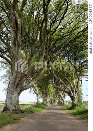 Dark Hedges, Northern Ireland 126034857