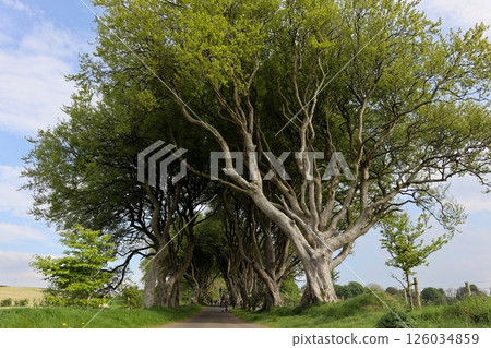 Dark Hedges, Northern Ireland Dark Hedges, Northern Ireland 126034859