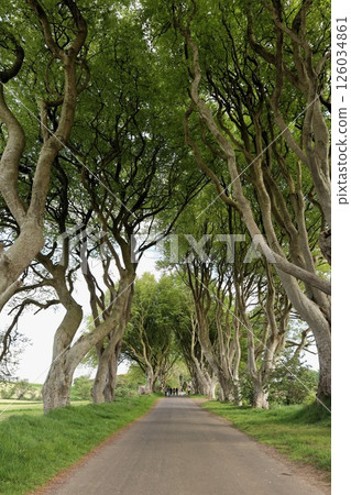 Dark Hedges, Northern Ireland 126034861