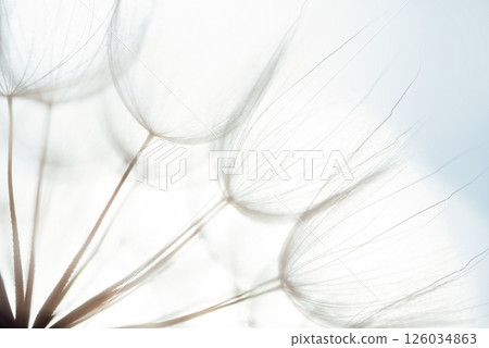 Macro dandelion black and white. Freedom to Wish. Dandelion silhouette fluffy flower on sunset sky. Seed macro closeup. Soft focus. Goodbye Summer. Hope and dreaming concept. Fragility. Springtime. 126034863