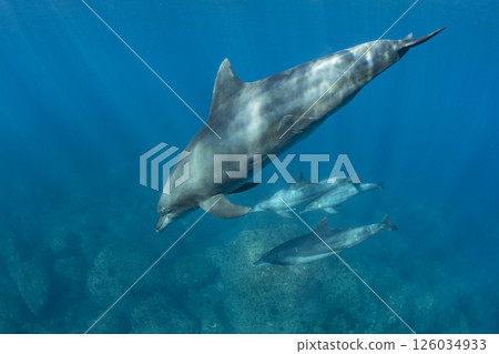 Four wild bottlenose dolphins swimming together 126034933