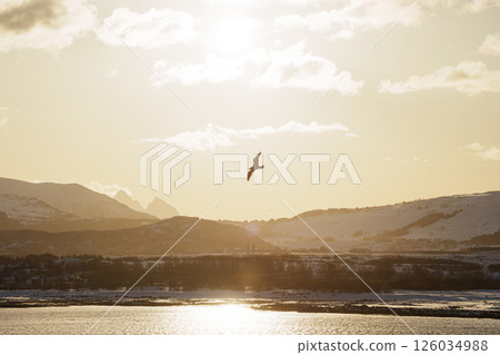 Snowy Mountains and Coastal Views in Leknes Lofoten 126034988