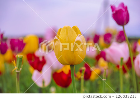 花高景花之丘鬱金香4號 126035215