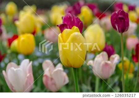 花高景花之丘鬱金香6號 126035217