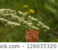 Branches of blooming spirea 126035320