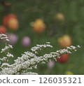Branches of blooming spirea 126035321