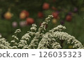 Branches of blooming spirea 126035323