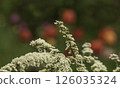 Branches of blooming spirea 126035324